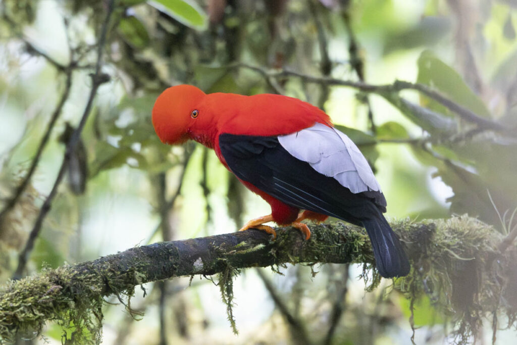 Andean Cock-of-the-Rock